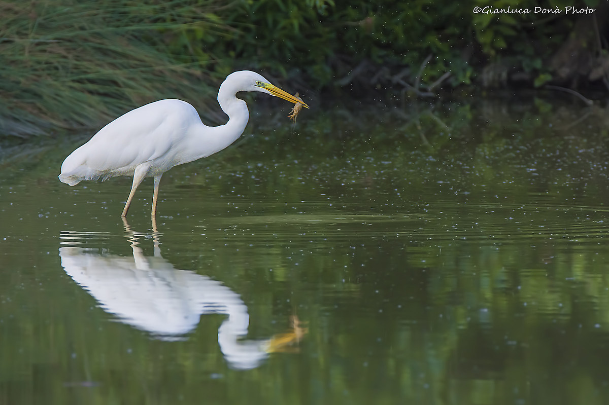 White heron with prey