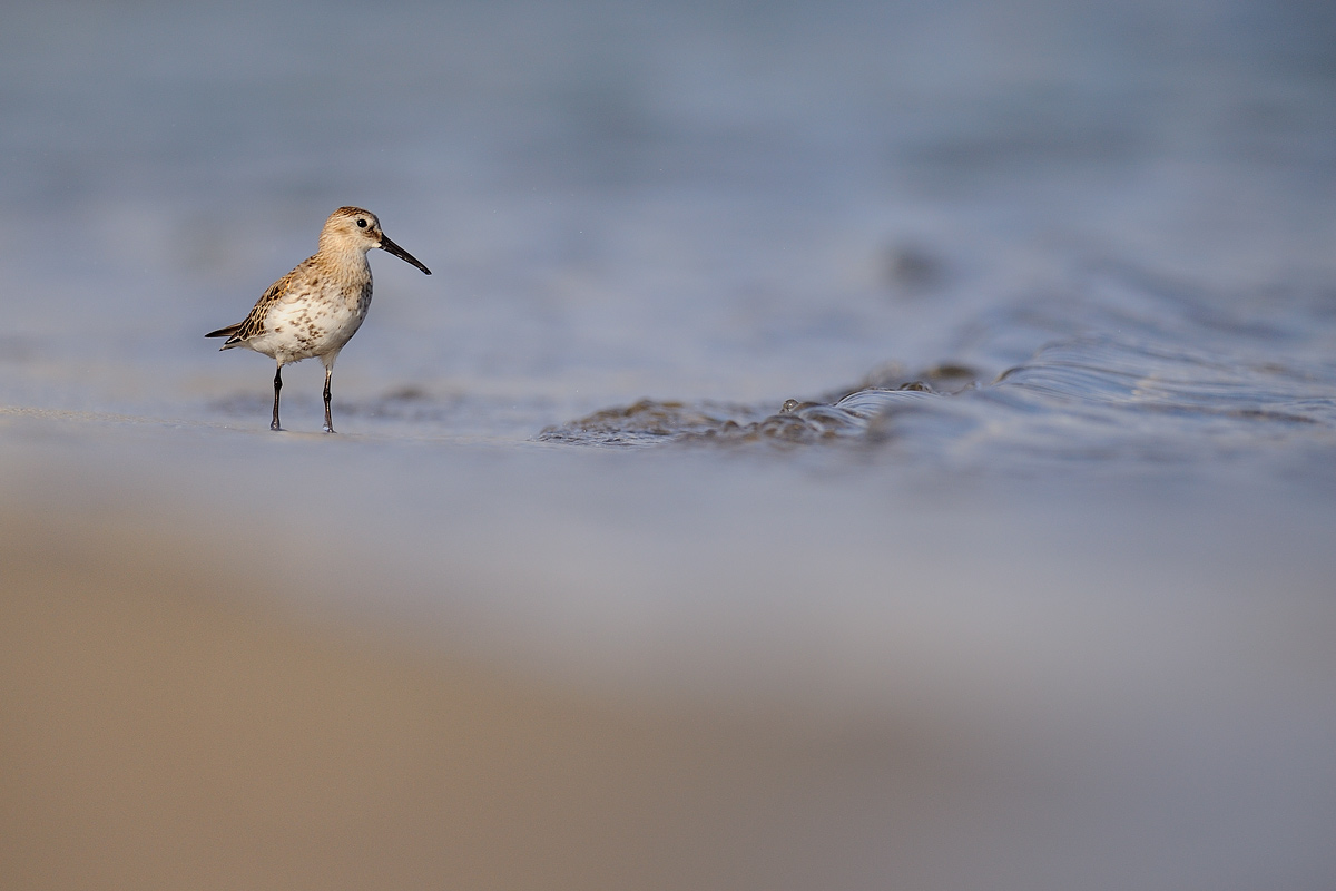 Dunlin