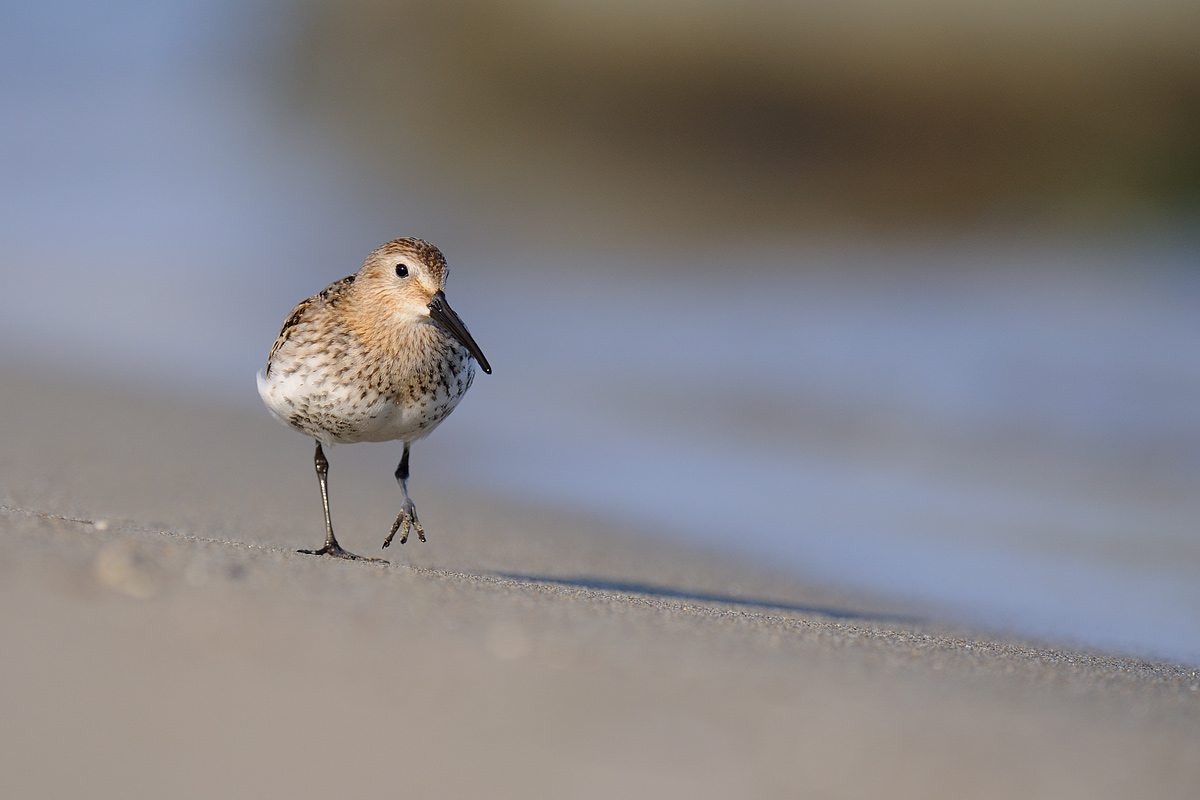 Dunlin