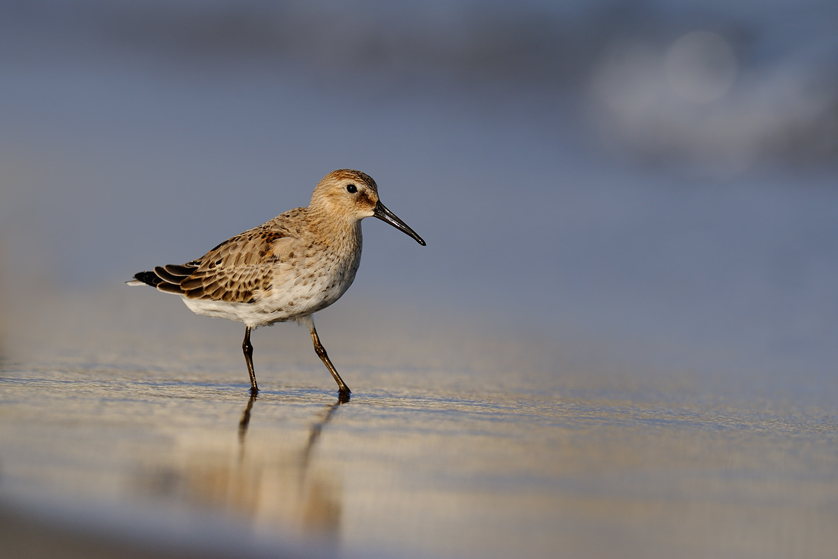 Dunlin