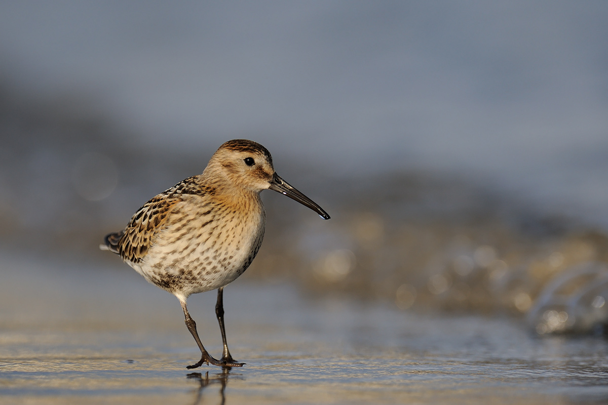 Dunlin