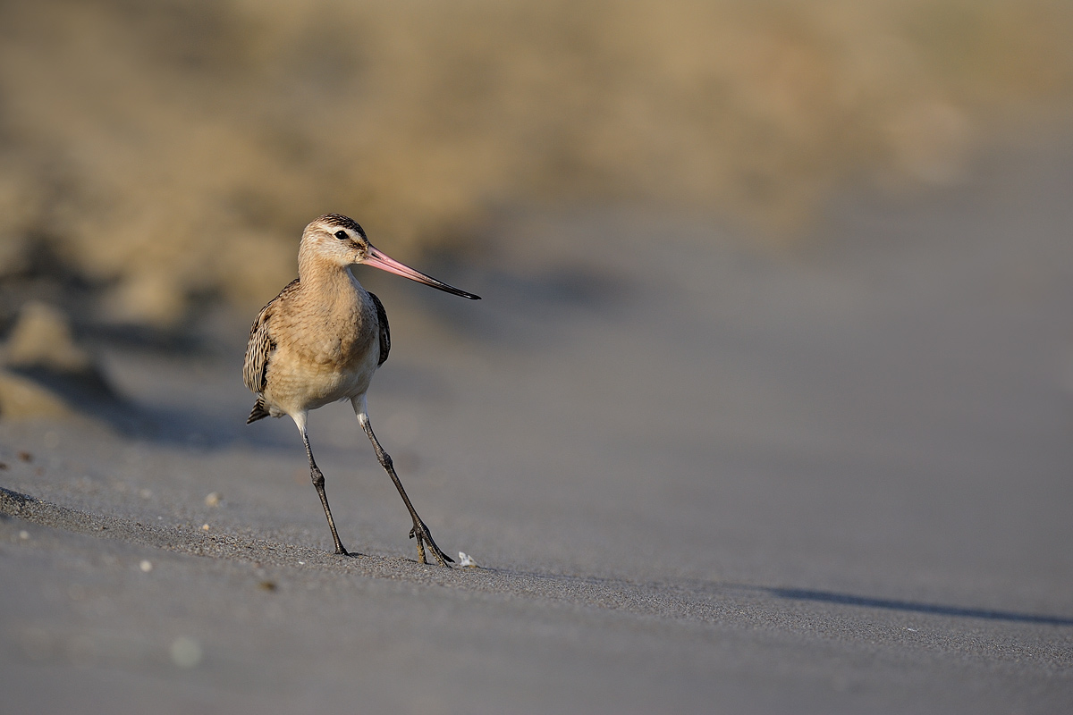 Bar-tailed Godwit