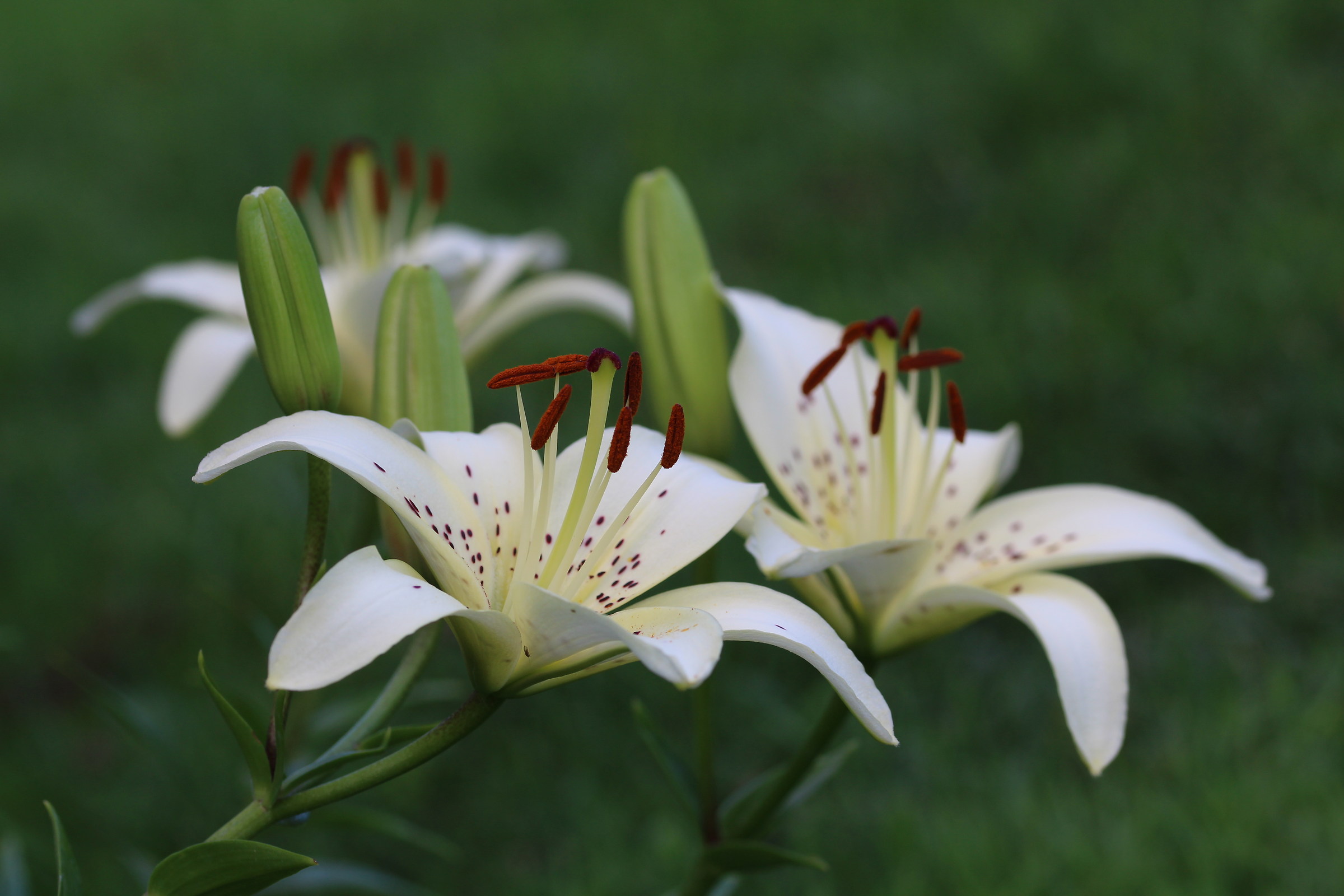 Lilium tigrinum