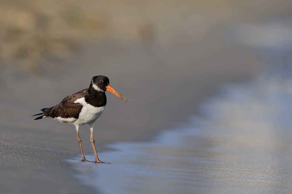 Oystercatcher