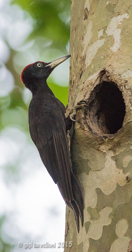 black woodpecker