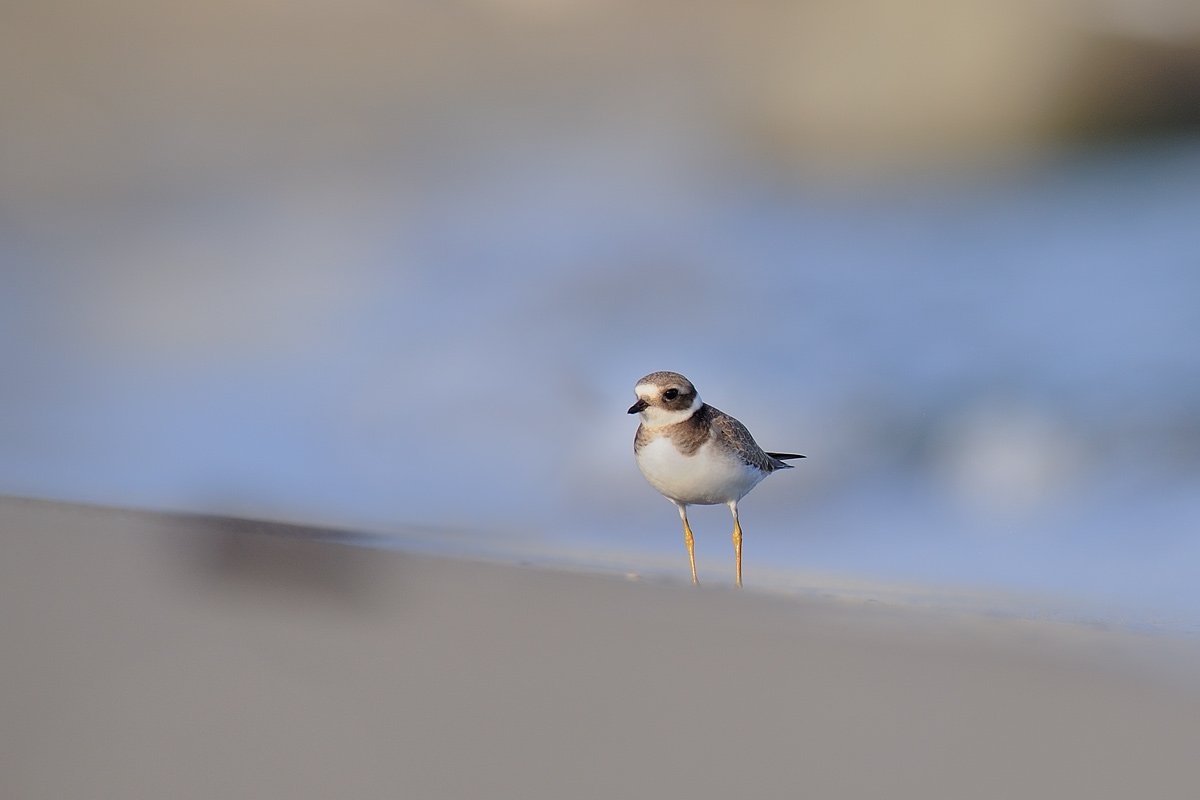 Little Ringed Plover