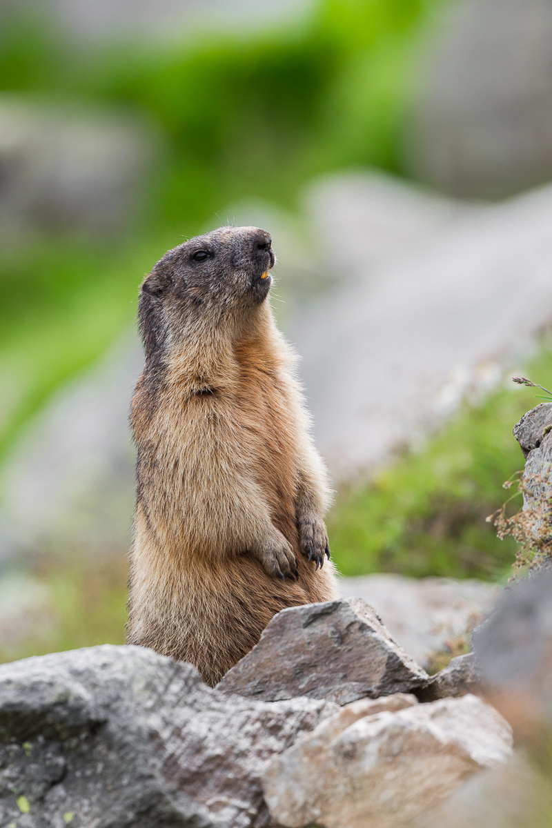 Marmotta di vedetta...