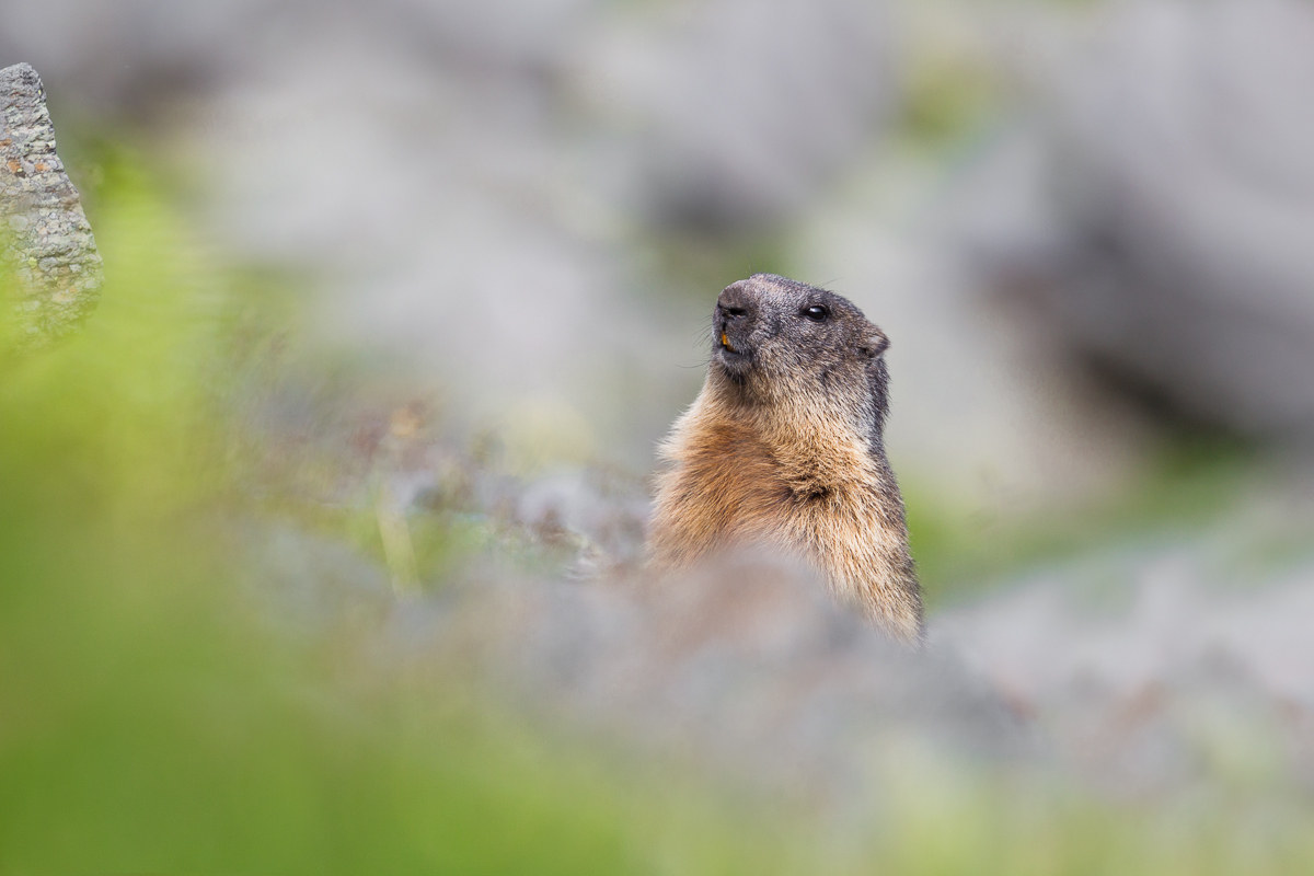 Marmotta, ritratto...