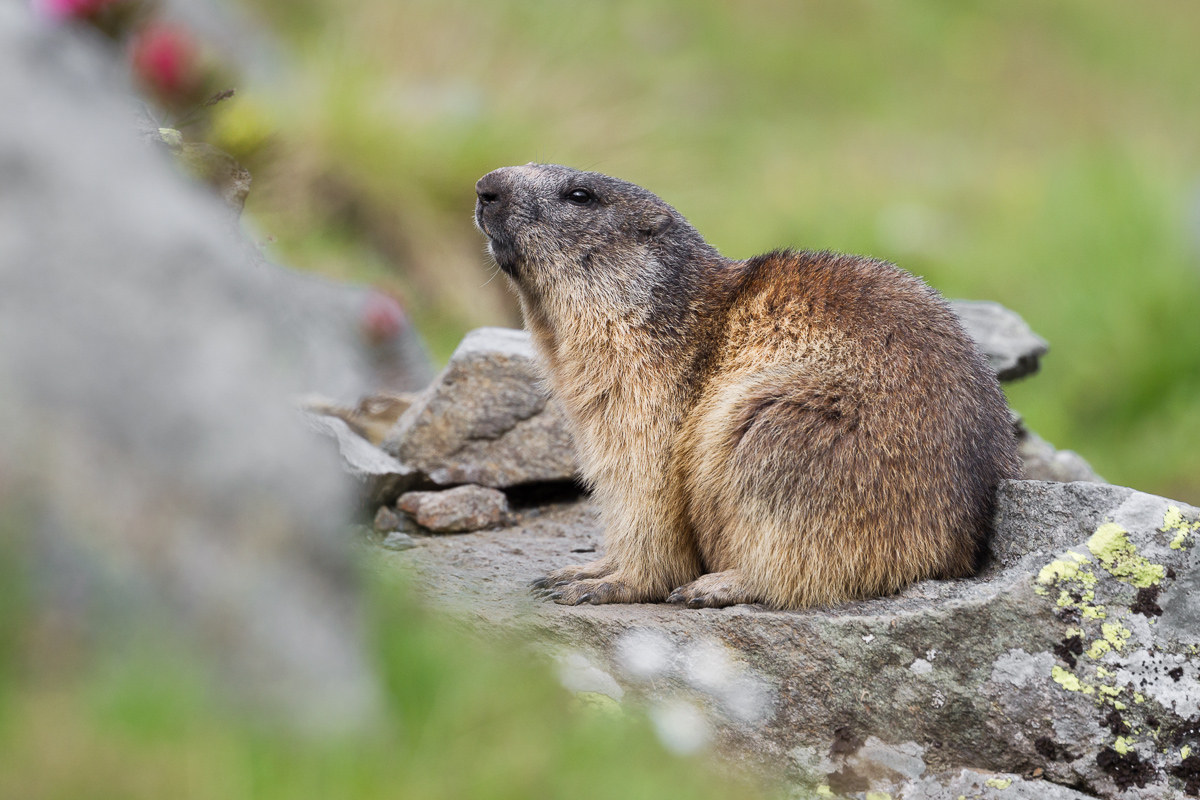 Marmotta...