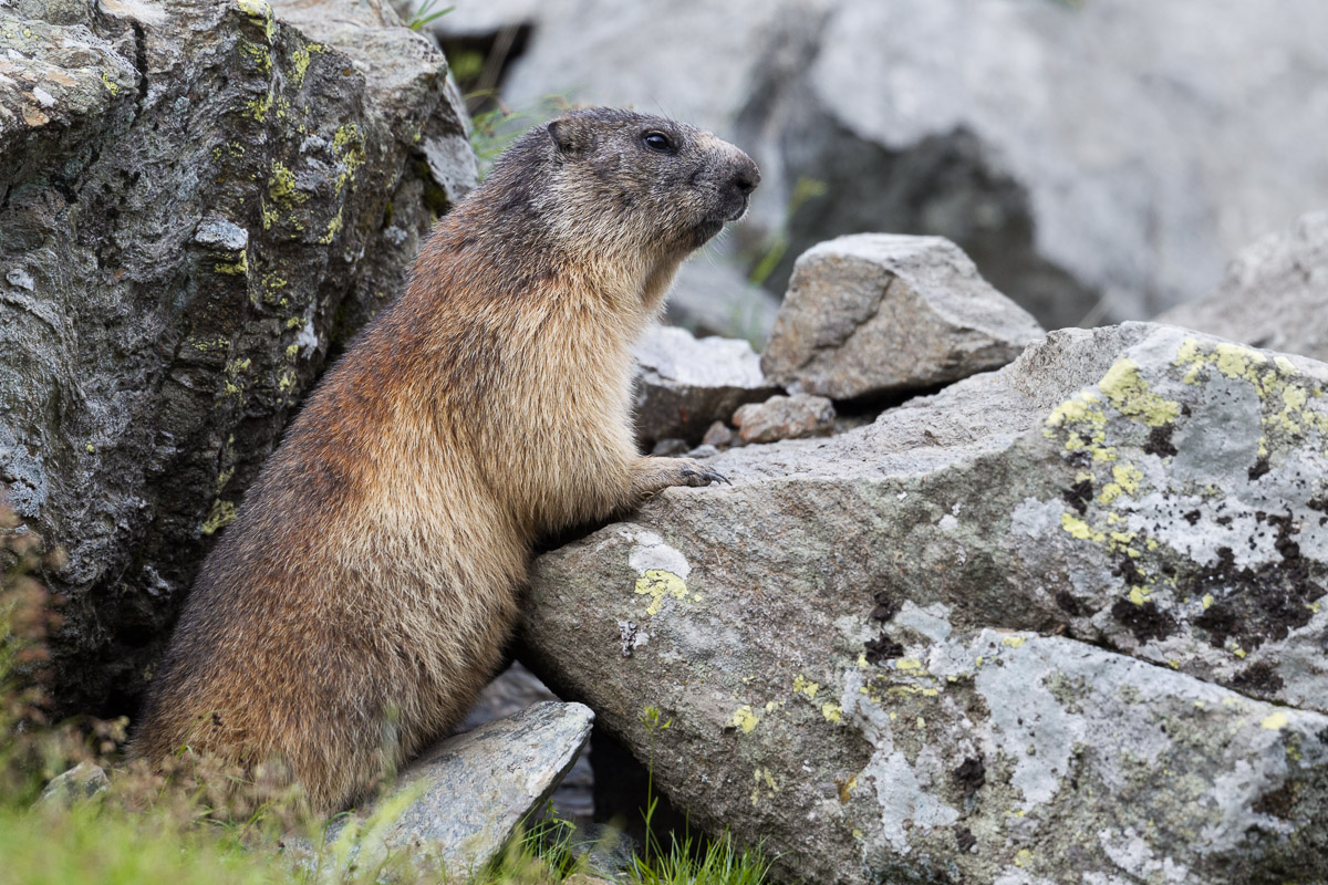 Marmotta presso la sua tana...