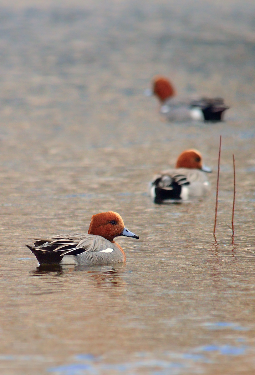 Fischioni on the highway