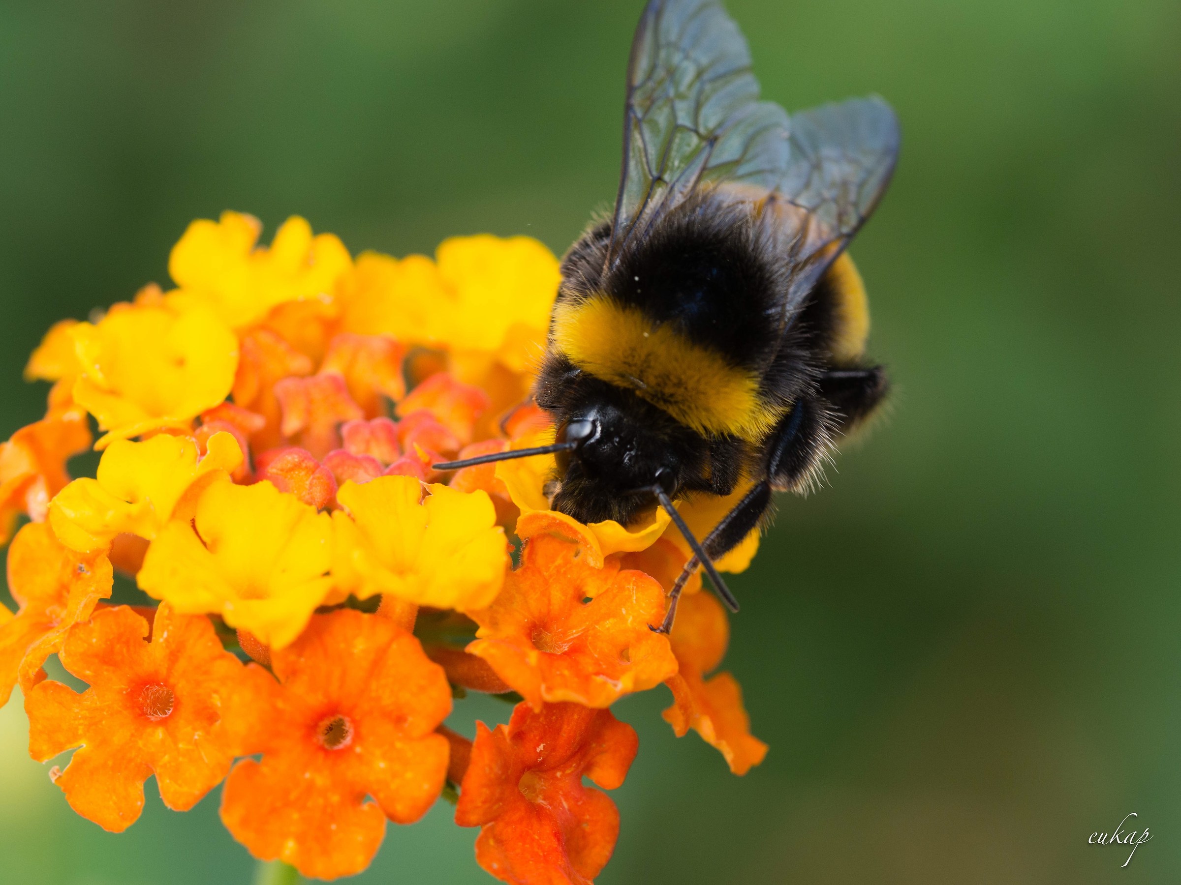From flower to flower