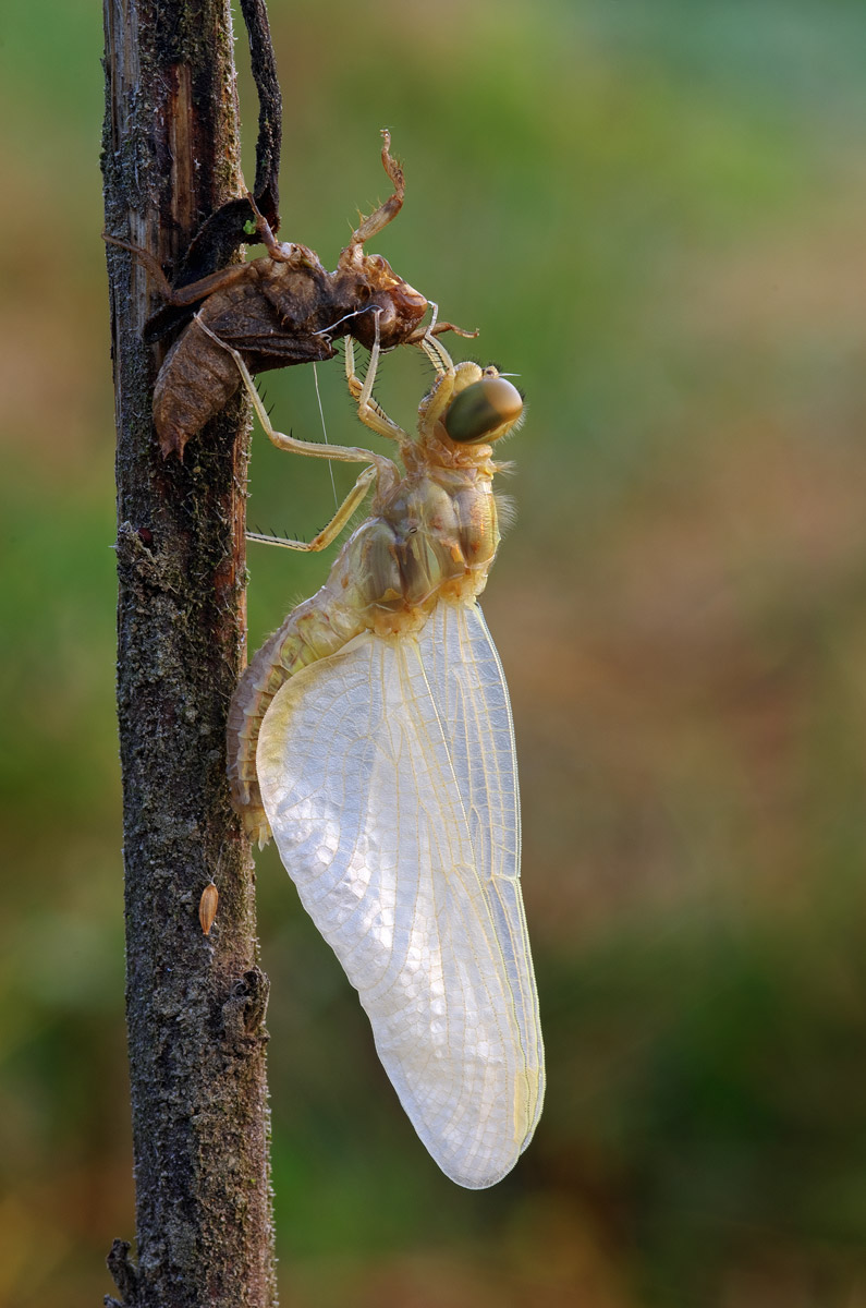 Baby girl dressed as a bride
