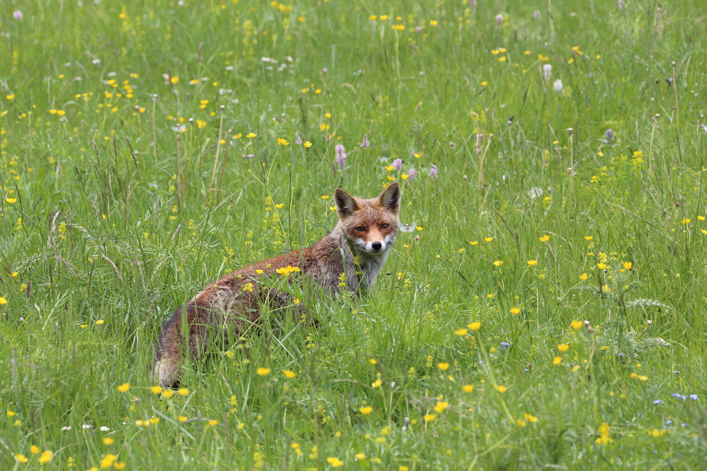 La volpe di primavera!