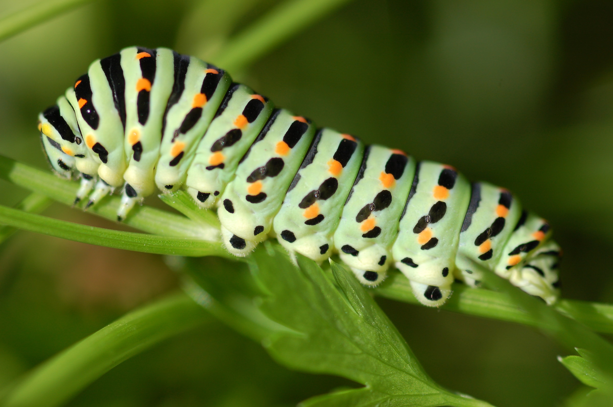 Caterpillar of swallowtail (Papilio Machaon)