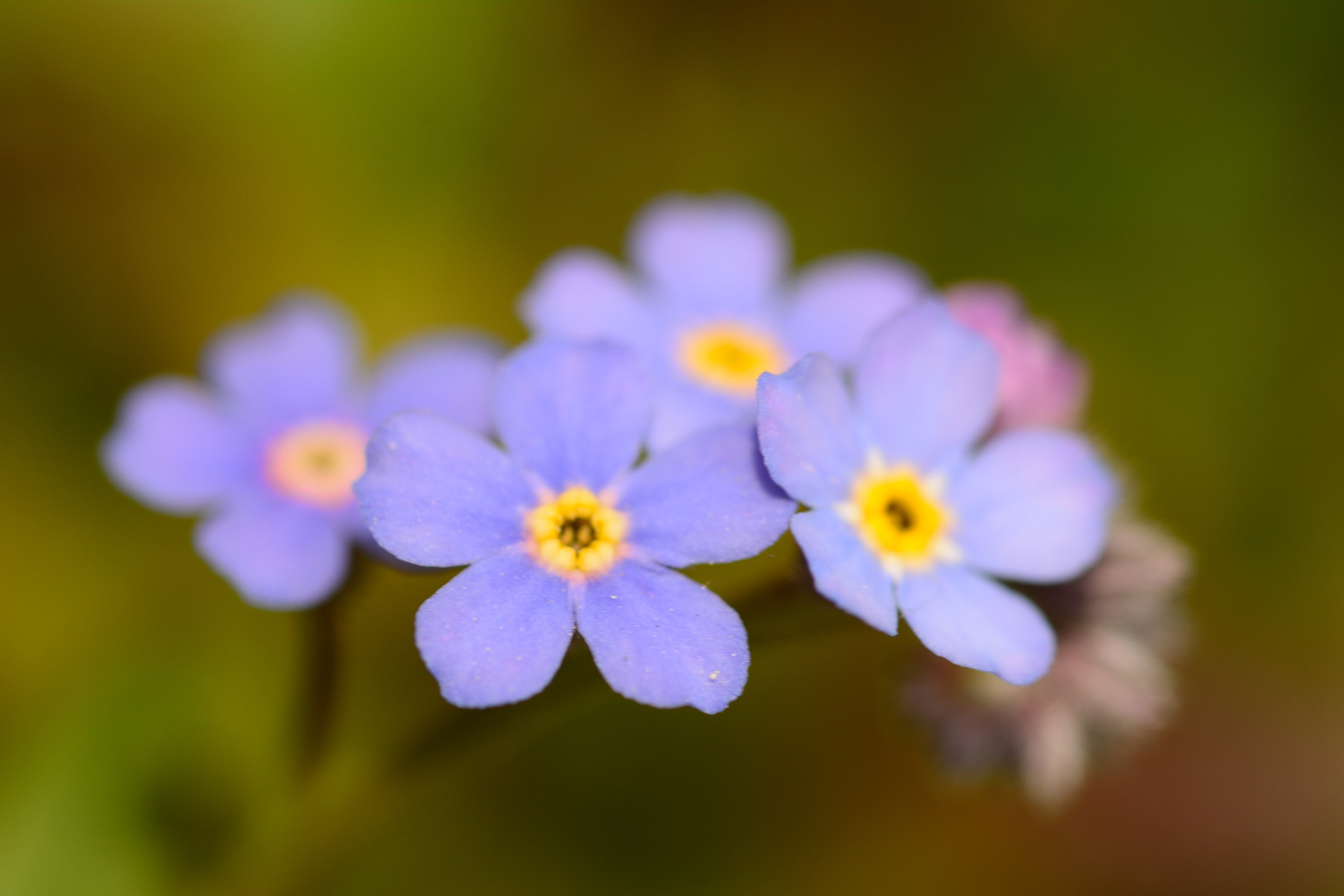 non ti scordar di me