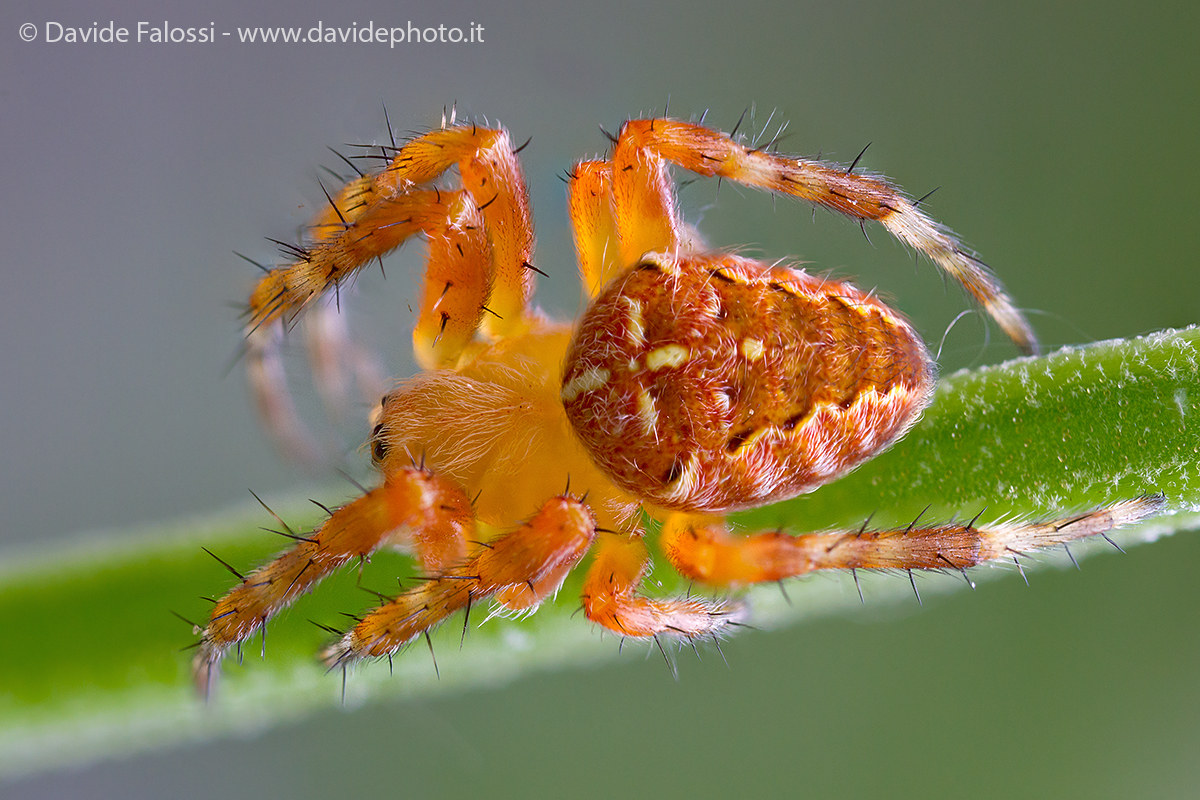 Araneus diadematus