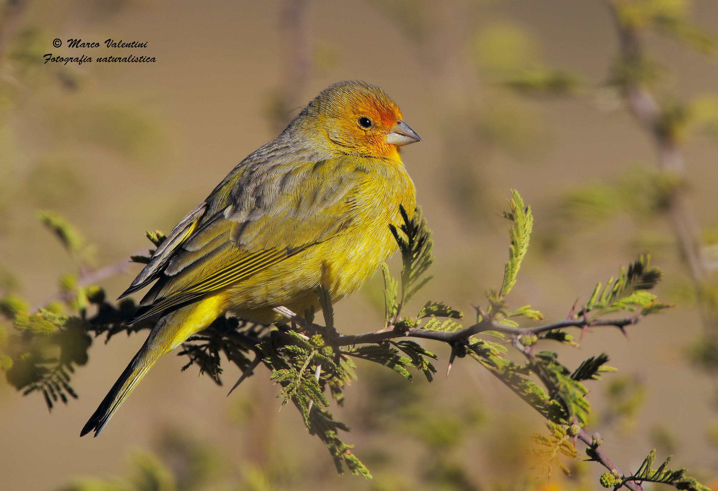 The variations of yellow