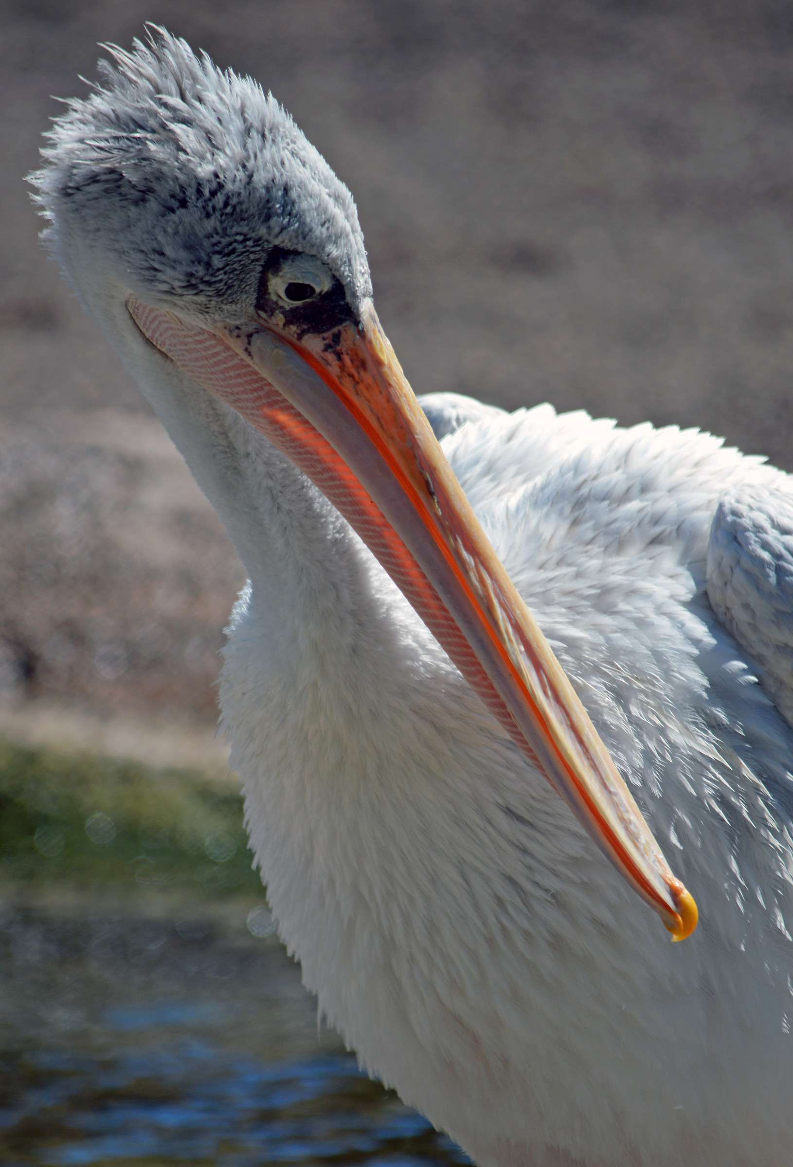Pelican
