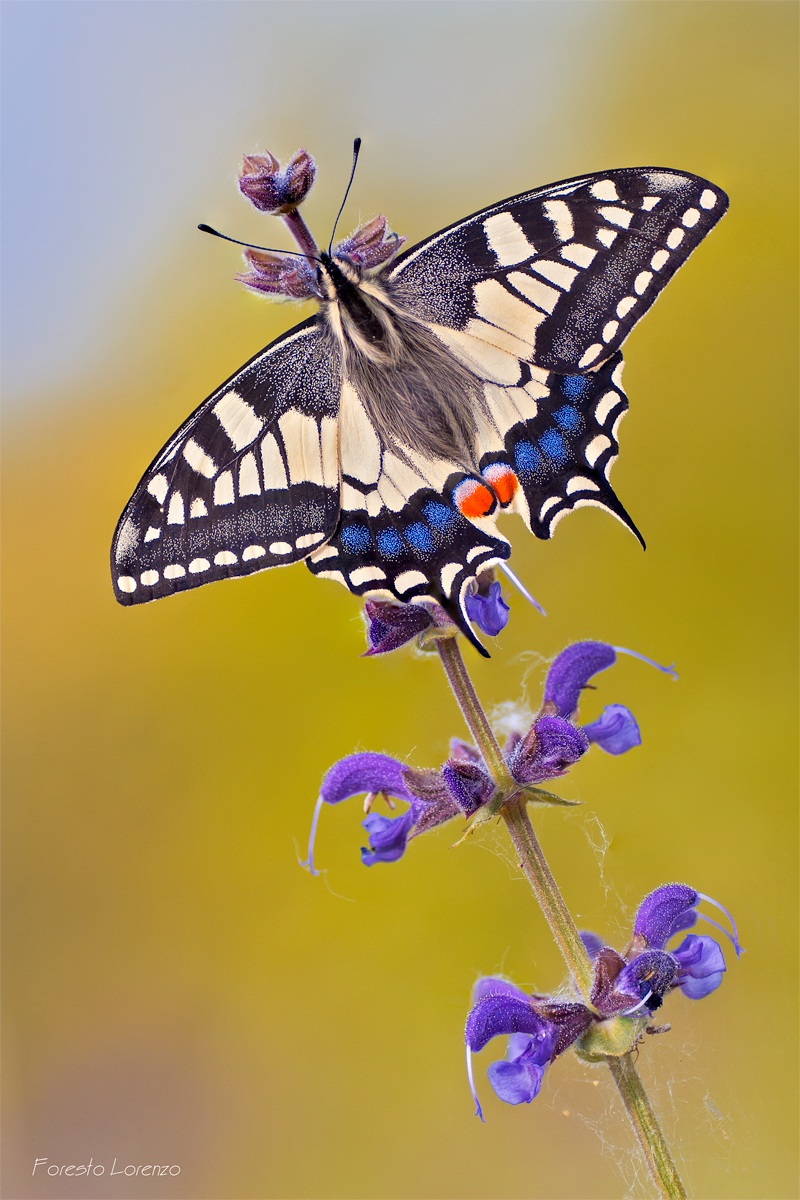 Spring (Papilio machaon)
