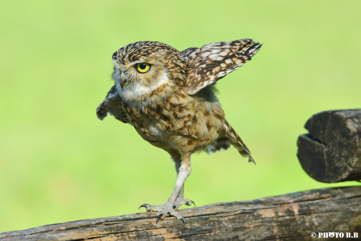 The tightrope walker feathery