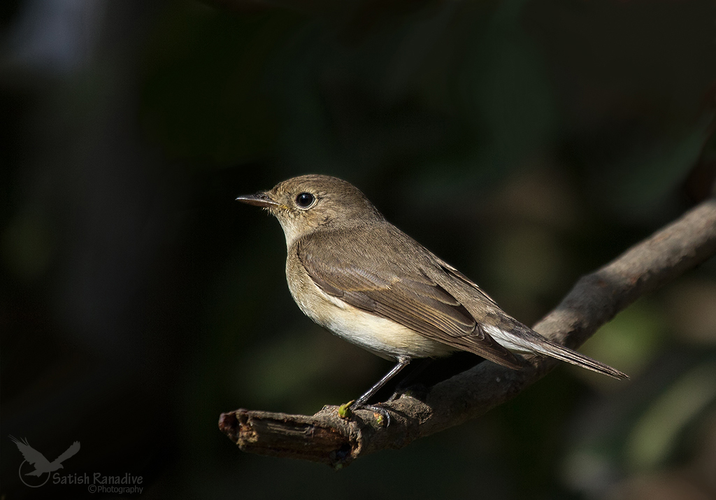 Red Throated Flycatcher, female.