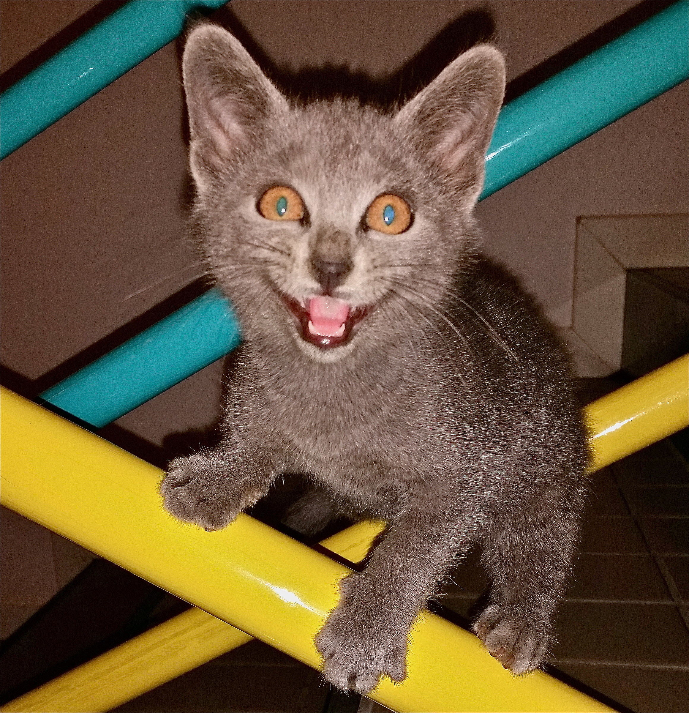 Bisciù - bello o brutto?