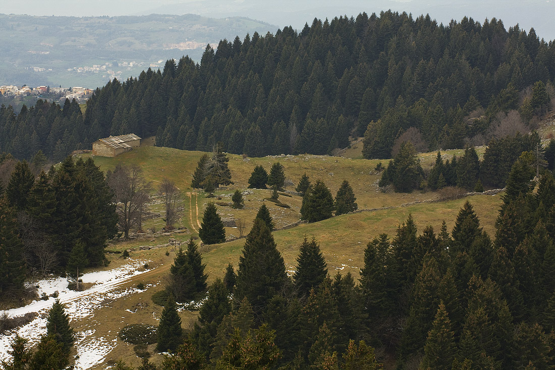 Malga Masetto di sopra nella foresta dei Folignani