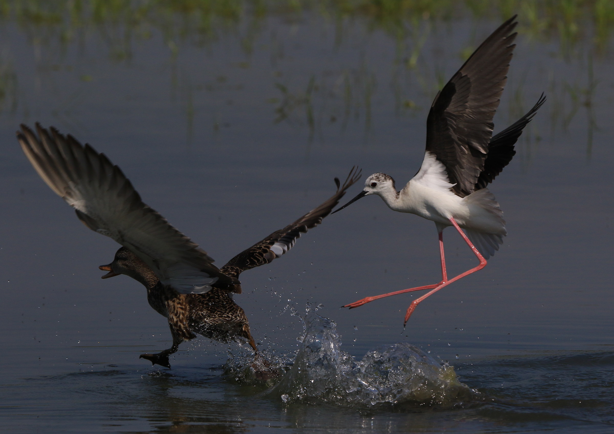 cavaliere all'attacco racconigi