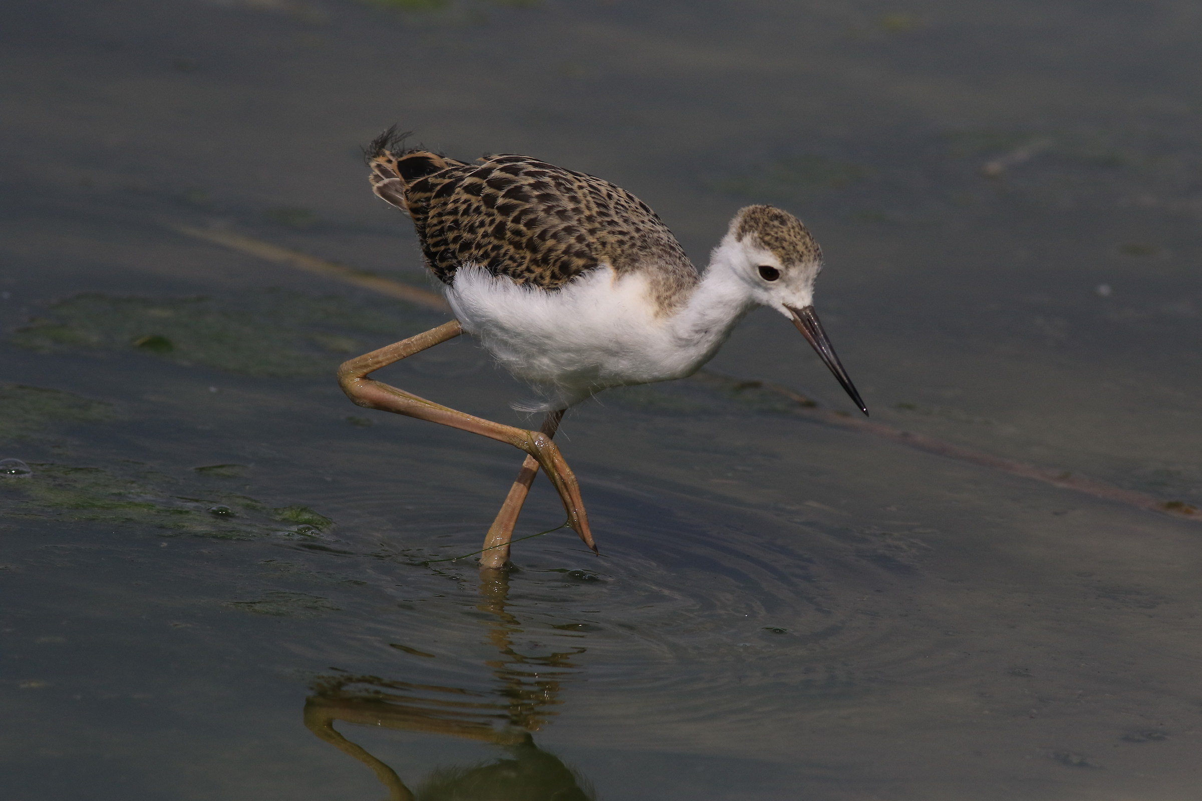 cavaglierino racconigi