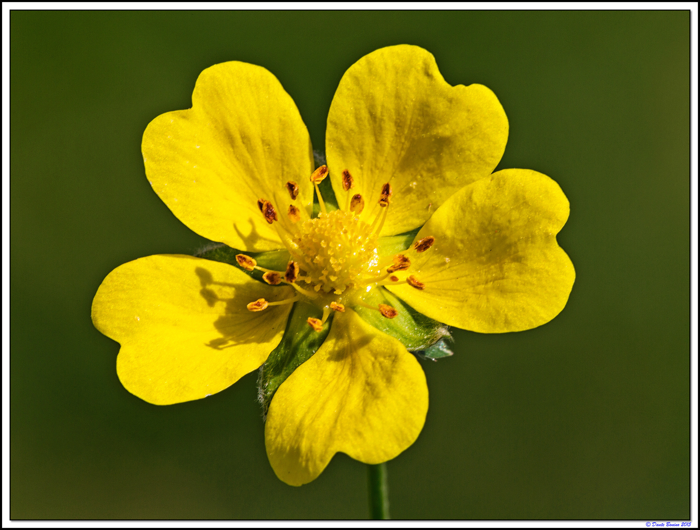 Fiori di campo: Ranuncolo