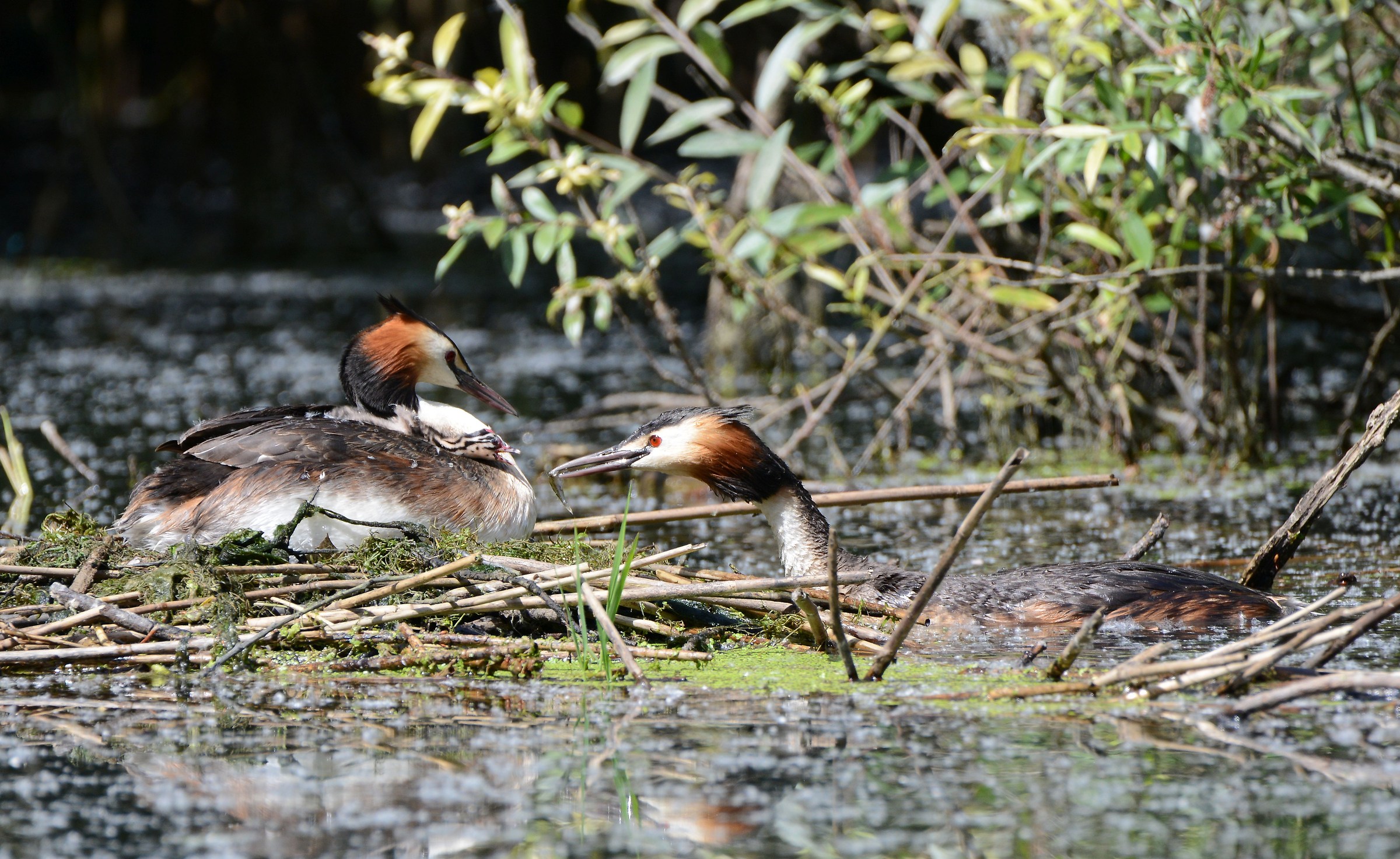with little grebes