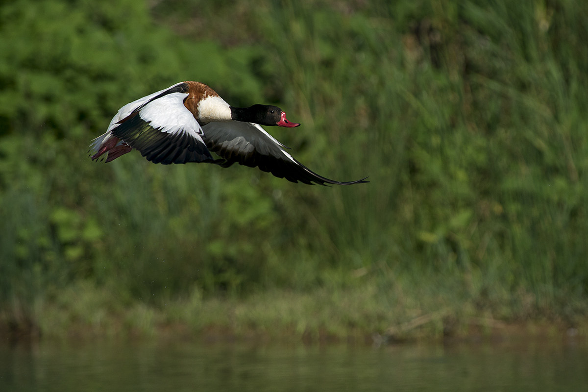 m shelduck in flight