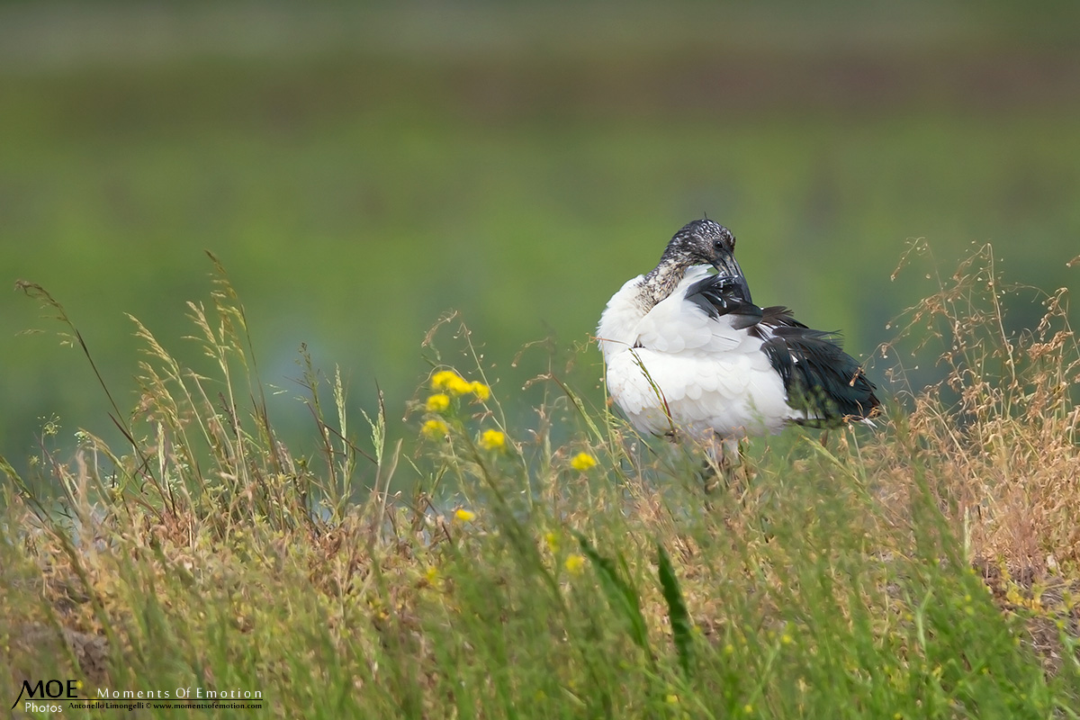 The sacredness in nature ...