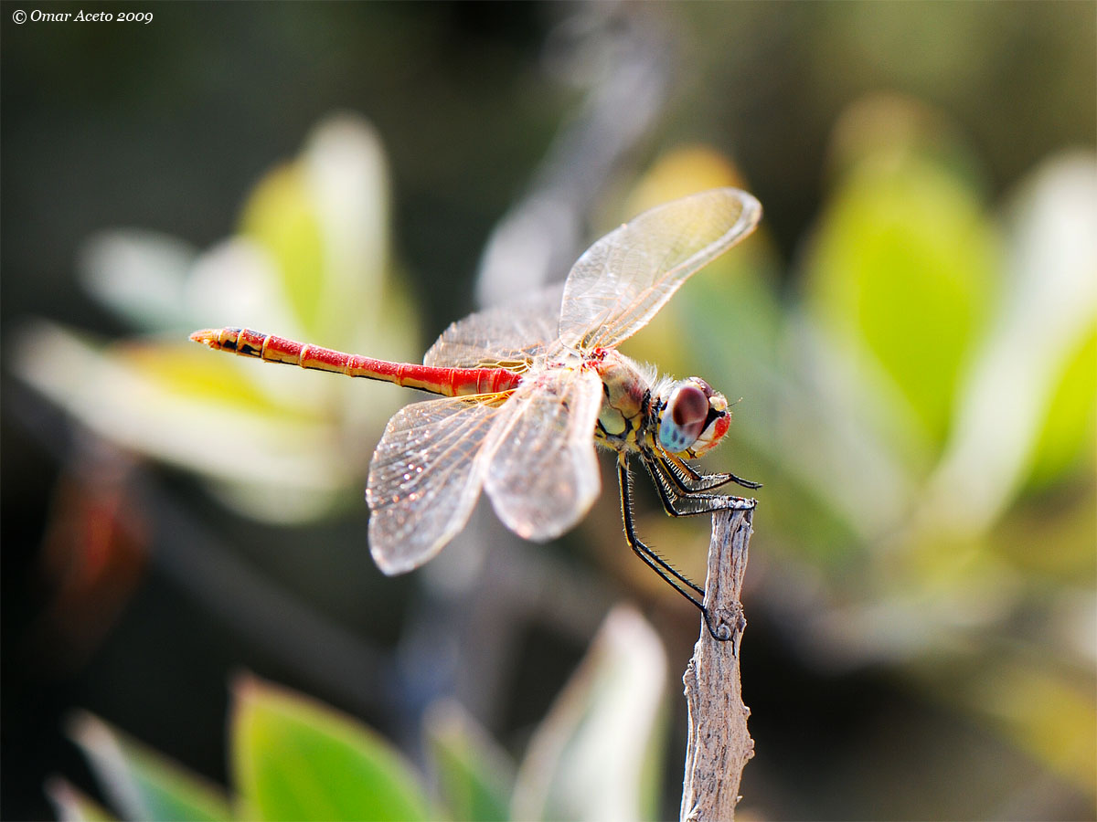 Sympetrum_fonscolombii_