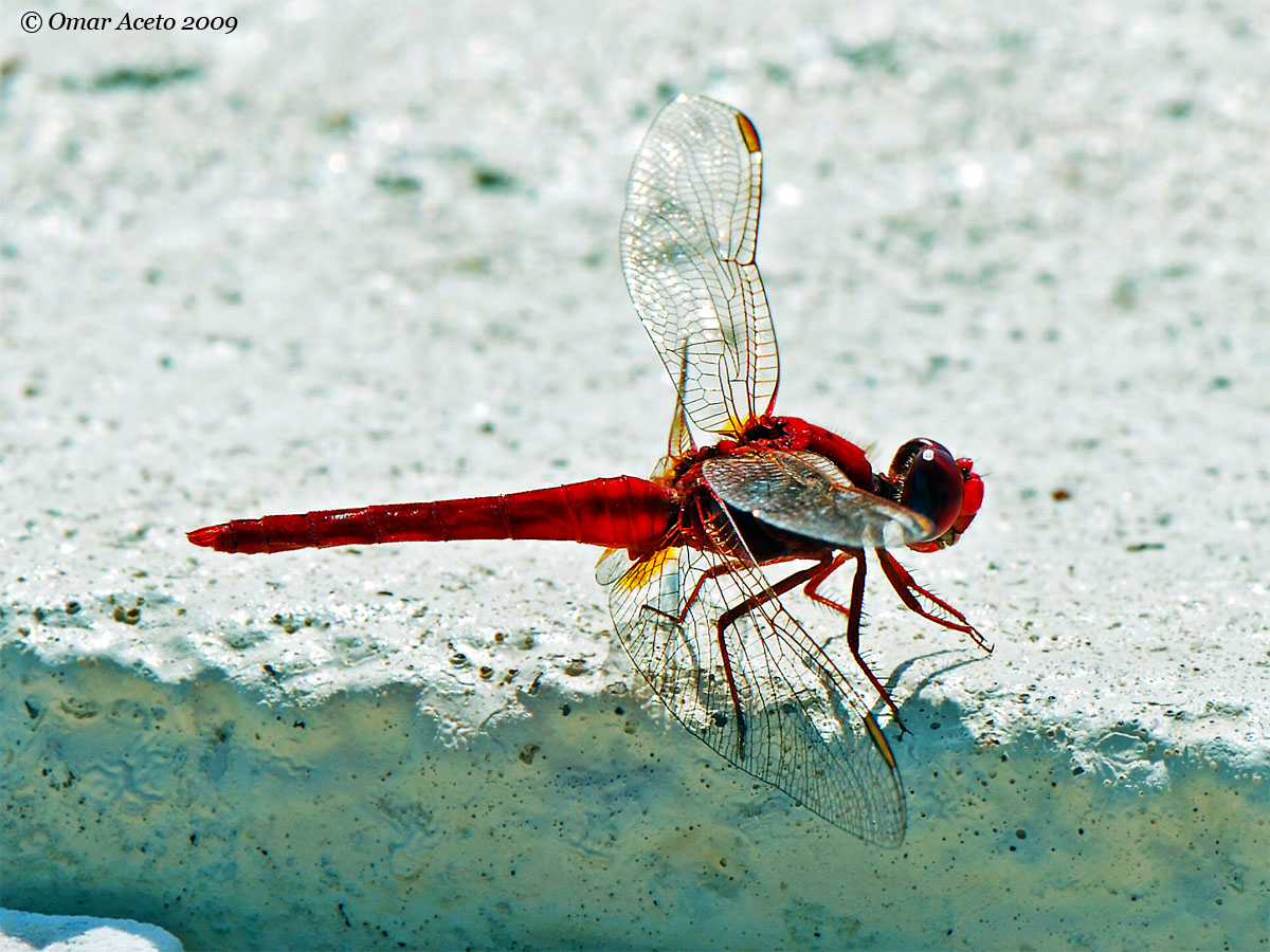Crocothemis_erythraea_