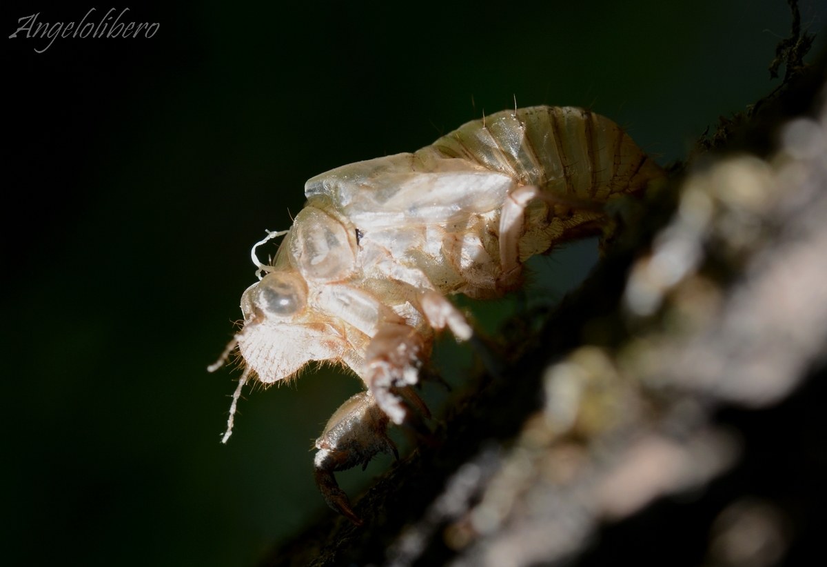 involucro ninfale di una Cicala