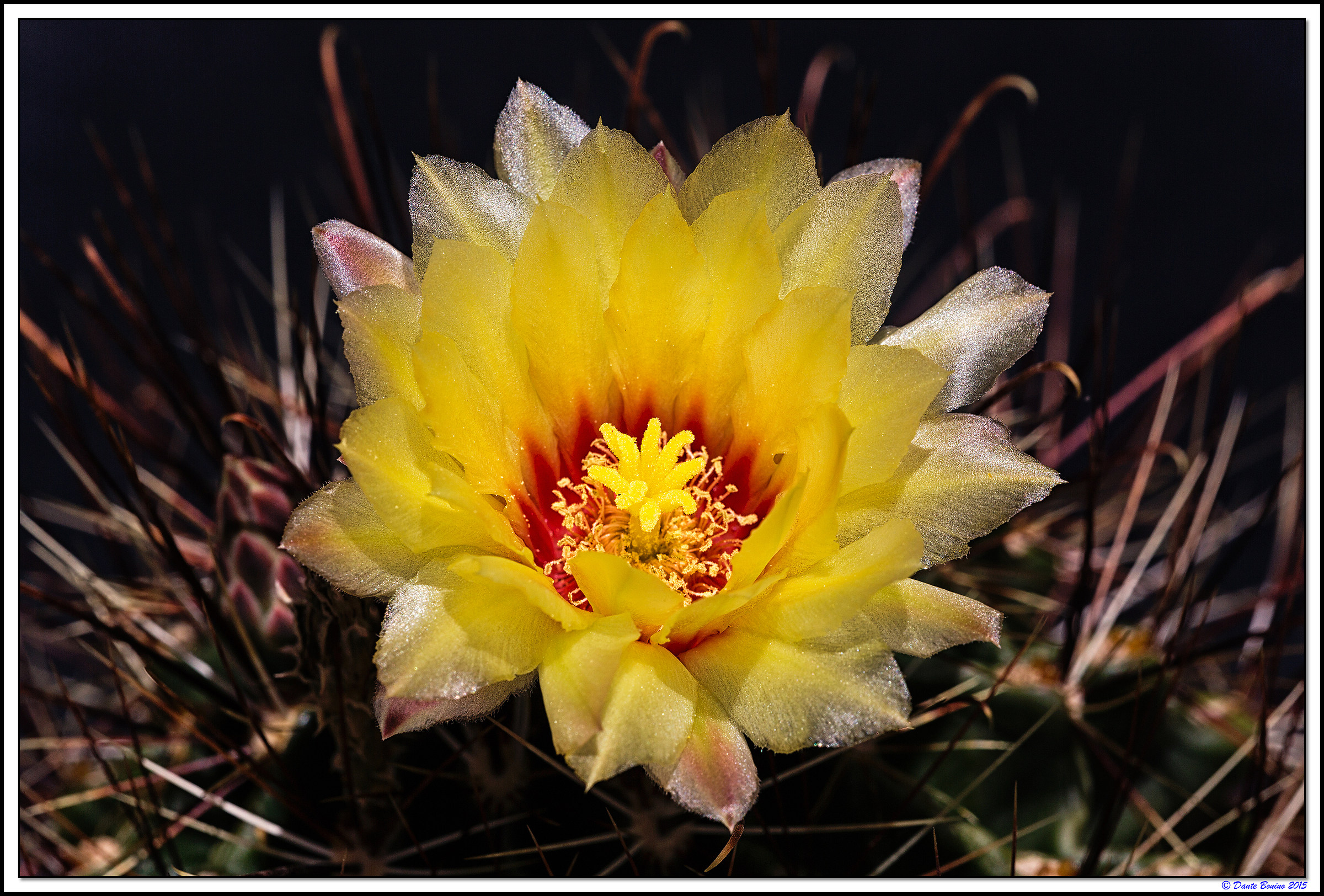 Thelocactus setispinus