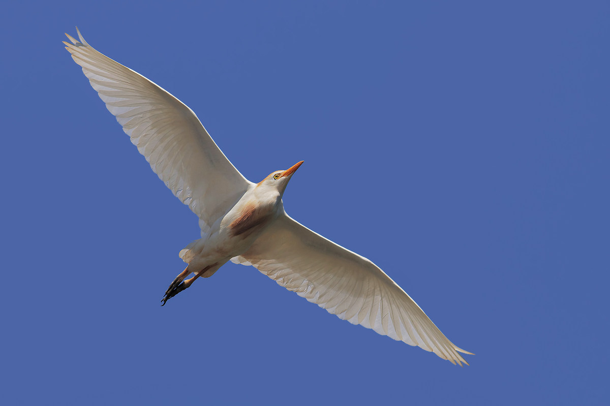 In the blue painted blue - egret in flight
