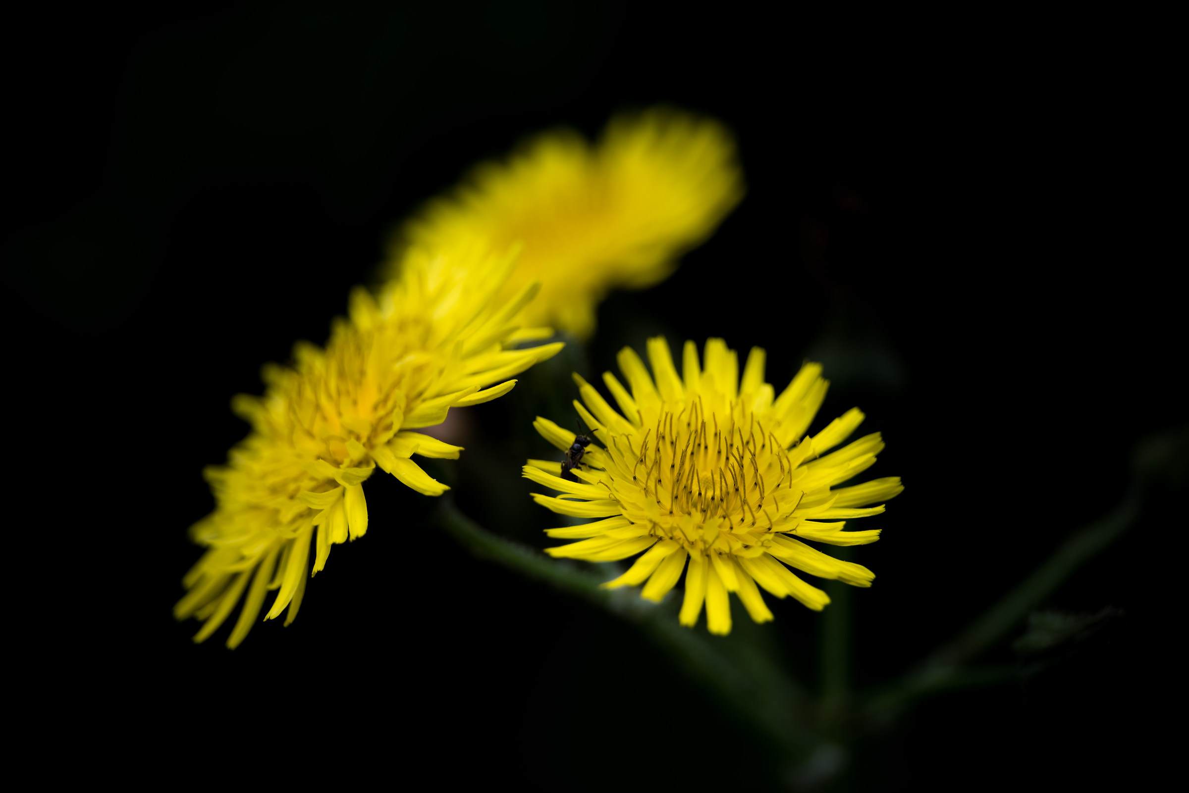 Yellow flowers