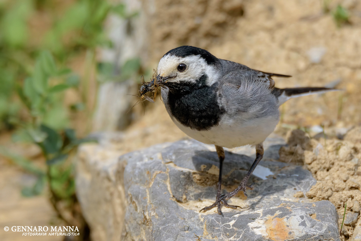 Ballerina White (Motacilla alba)