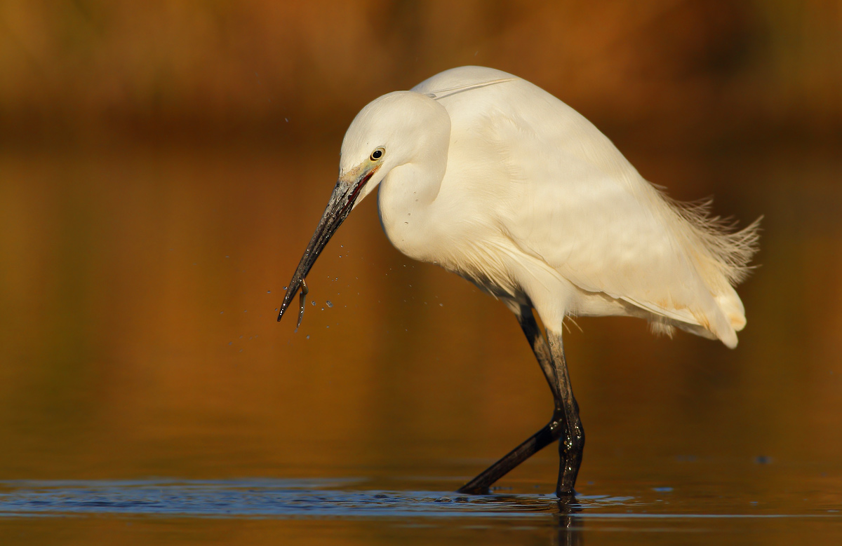 egret