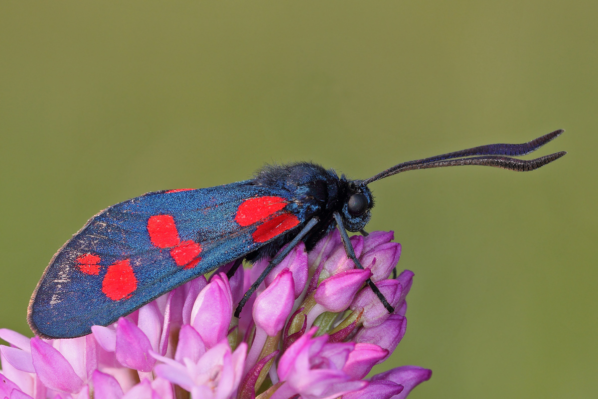 Zygaena
