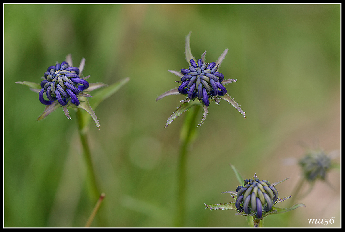 rampions orbicularis