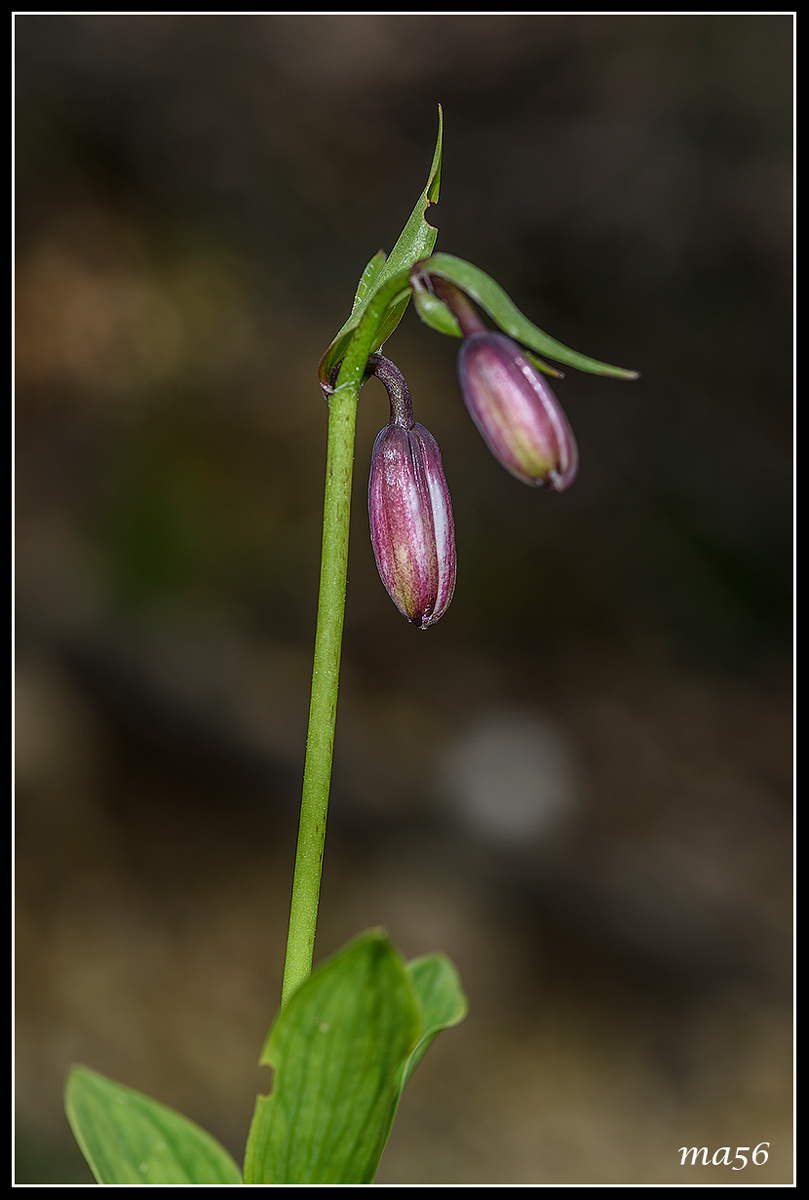 Martagon lily - Monte Baldo VR