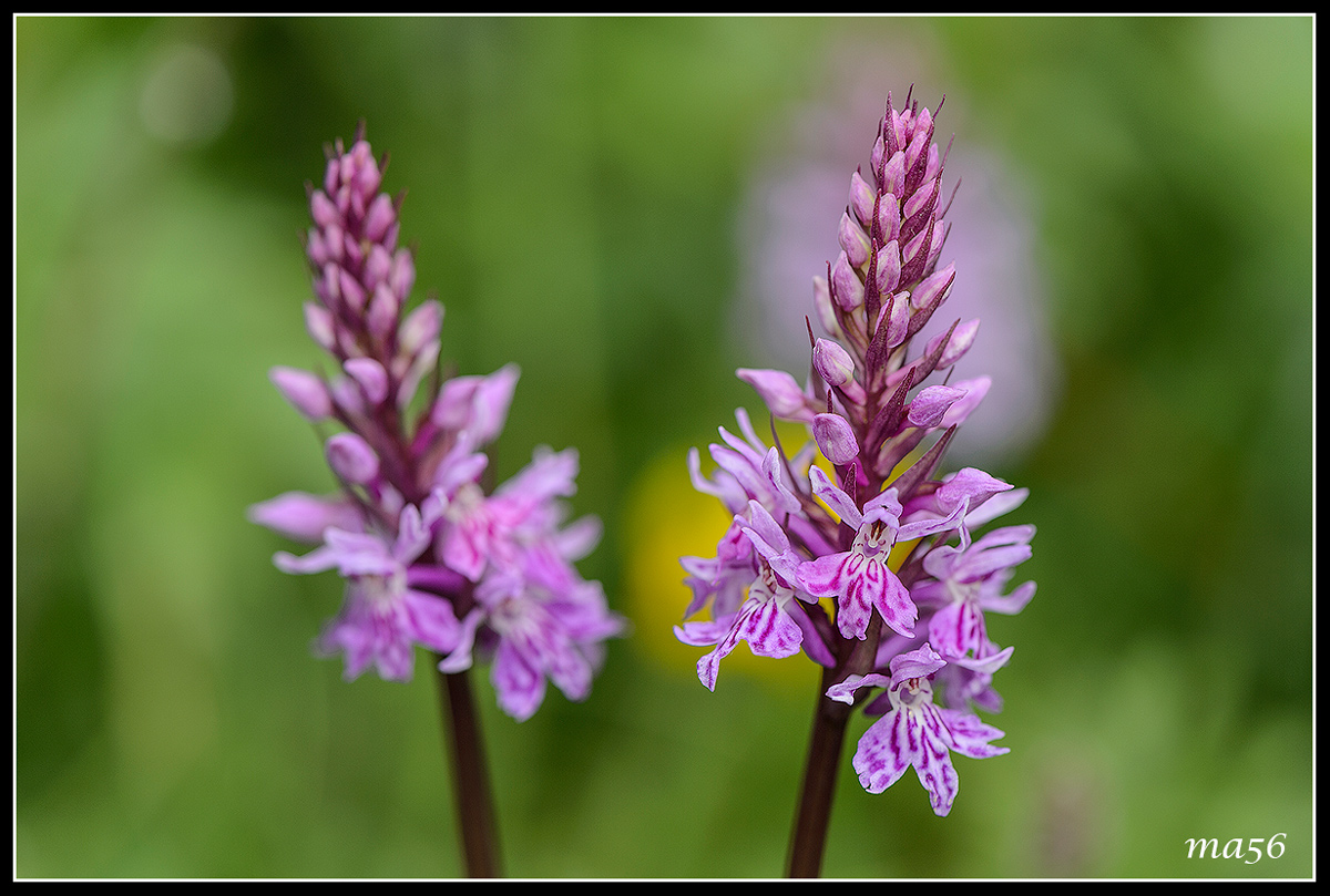 Orchis - Monte Baldo VR