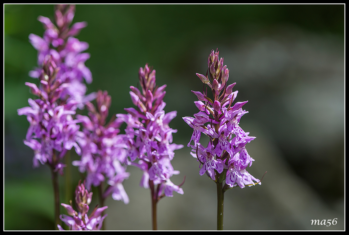 Orchis - Monte Baldo VR