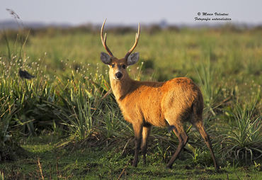 Blastocerus dichotomus