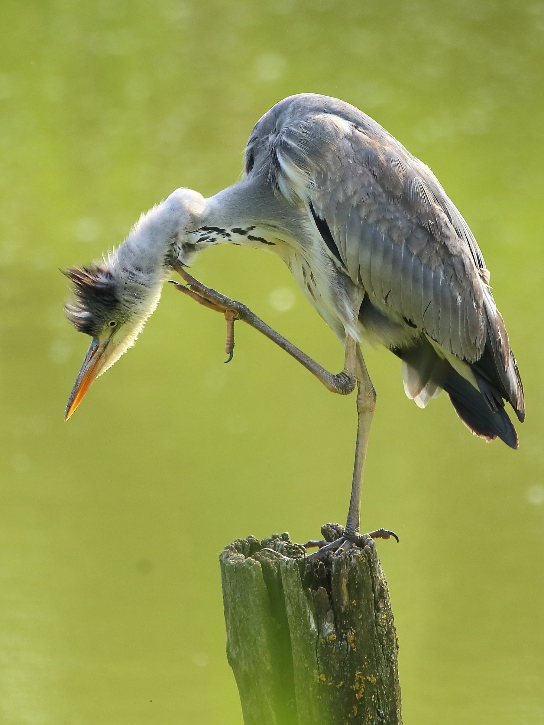 Grey Heron - A scratch is always a great pleasure