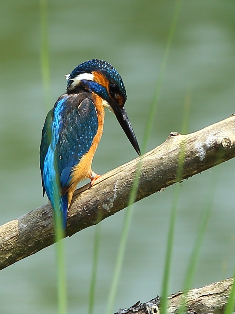Kingfisher in hunting